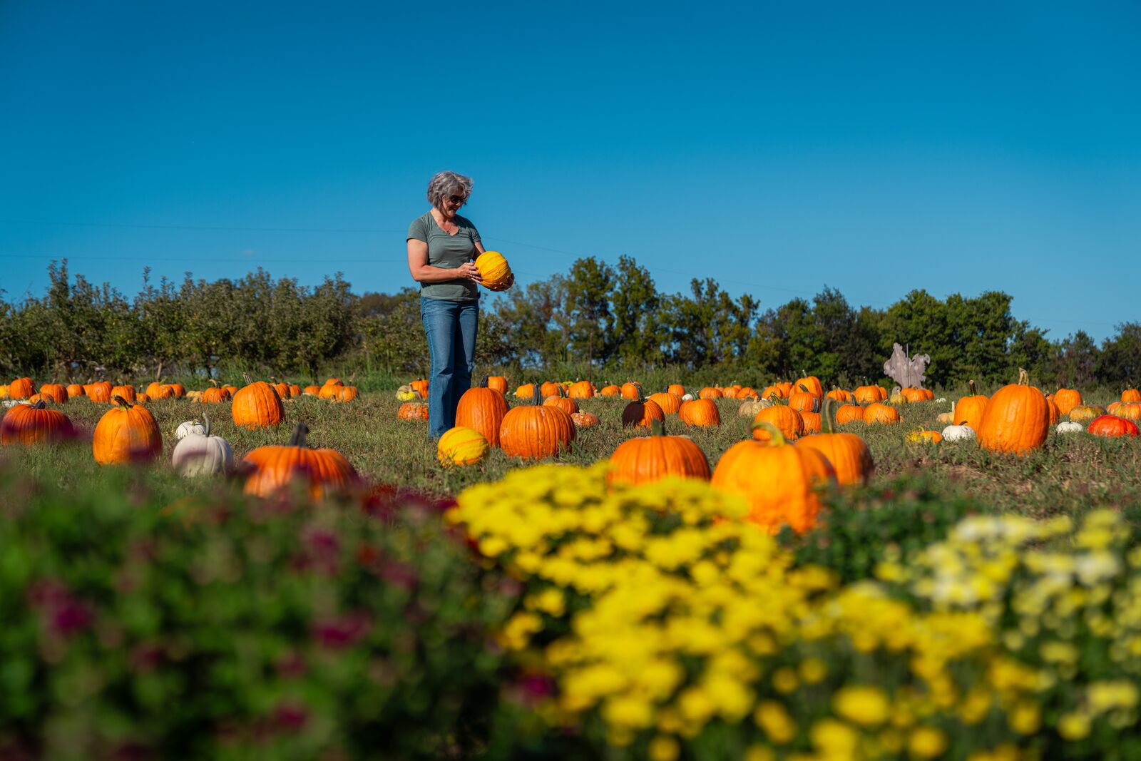 A person stands in a field of pumpkins holding one.