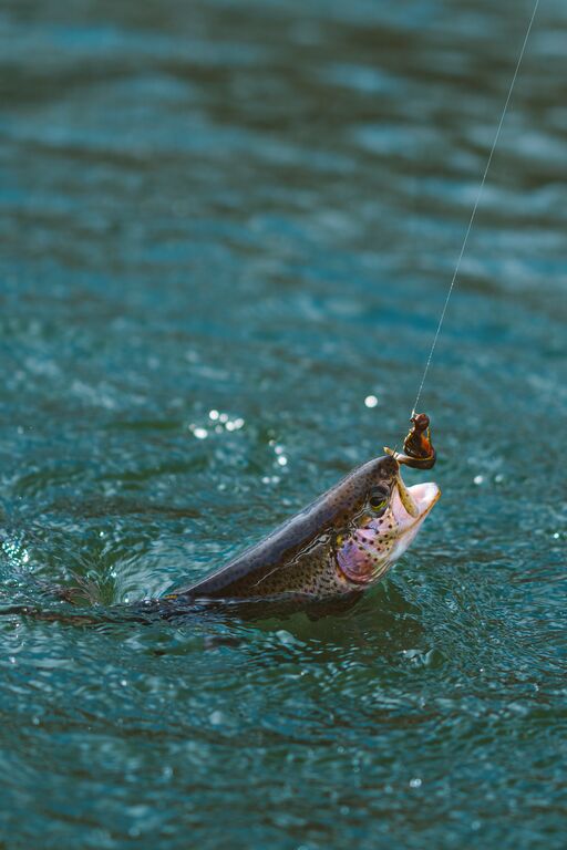A spotted trout is reaching out from below the water with its mouth open. There is a fishing line with bait on it, and the trout's mouth is nearly about to swallow the bait.